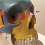 鼻のゆがみ矯正ビフォーアフター。